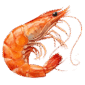 Shrimp